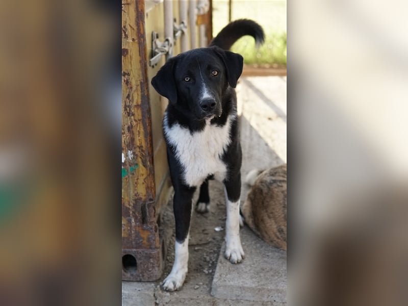 Fabius, geb. ca. 01/2023, lebt in GRIECHENLAND, im städt. Tierheim Serres