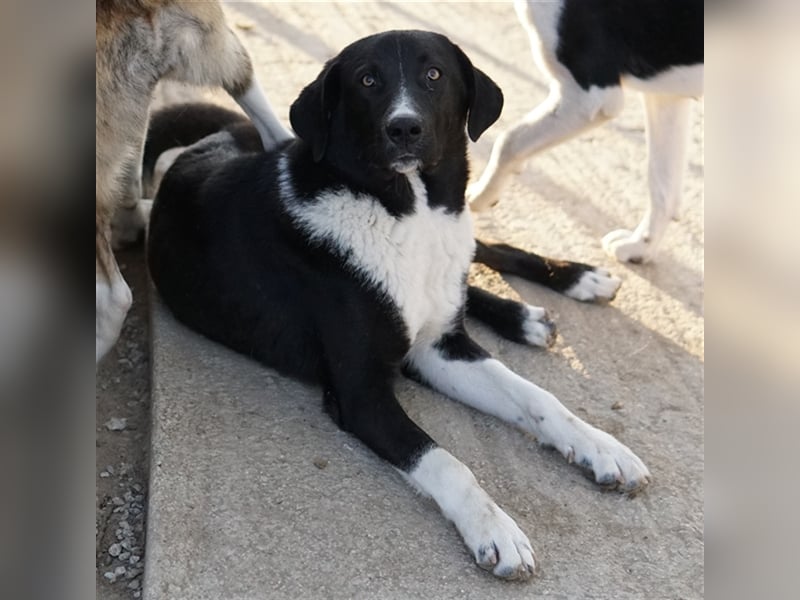Fabius, geb. ca. 01/2023, lebt in GRIECHENLAND, im städt. Tierheim Serres