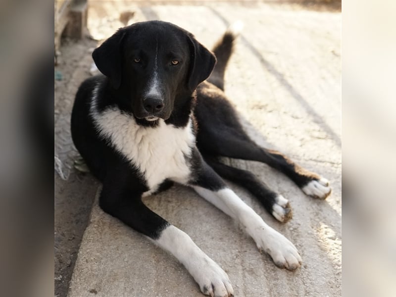 Fabius, geb. ca. 01/2023, lebt in GRIECHENLAND, im städt. Tierheim Serres