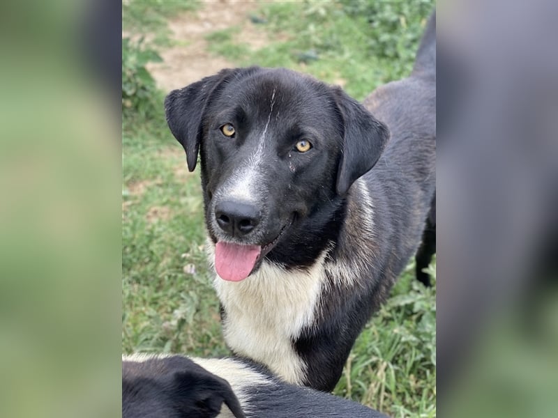 Fabius, geb. ca. 01/2023, lebt in GRIECHENLAND, im städt. Tierheim Serres