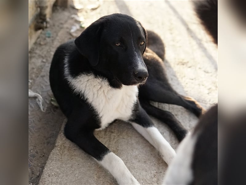 Fabius, geb. ca. 01/2023, lebt in GRIECHENLAND, im städt. Tierheim Serres