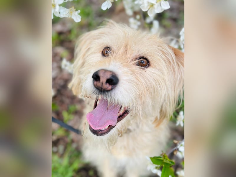 Fröhliche Lulu sucht ihre Familie