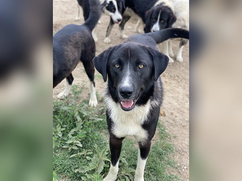 Fabius, geb. ca. 01/2023, lebt in GRIECHENLAND, im städt. Tierheim Serres