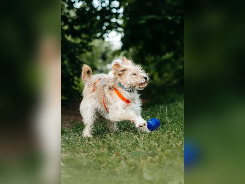Fröhliche Lulu sucht ihre Familie