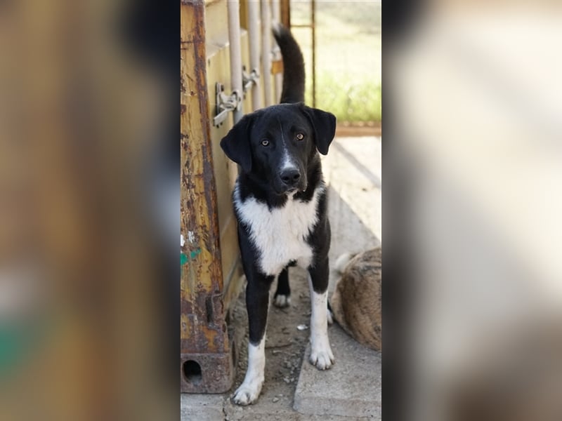 Fabius, geb. ca. 01/2023, lebt in GRIECHENLAND, im städt. Tierheim Serres