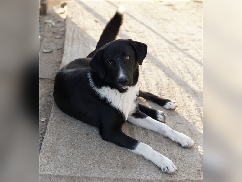 Fabius, geb. ca. 01/2023, lebt in GRIECHENLAND, im städt. Tierheim Serres