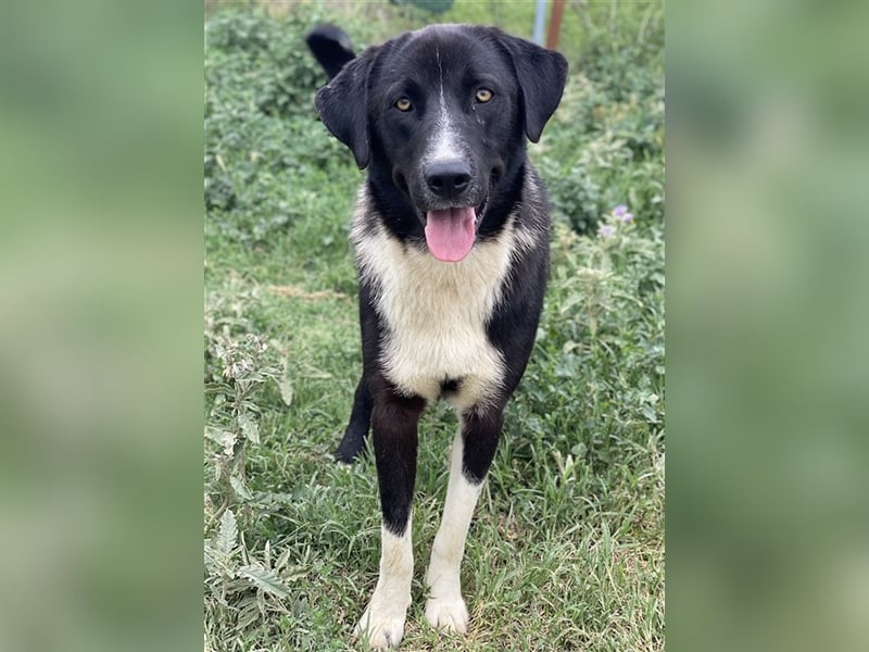 Fabius, geb. ca. 01/2023, lebt in GRIECHENLAND, im städt. Tierheim Serres