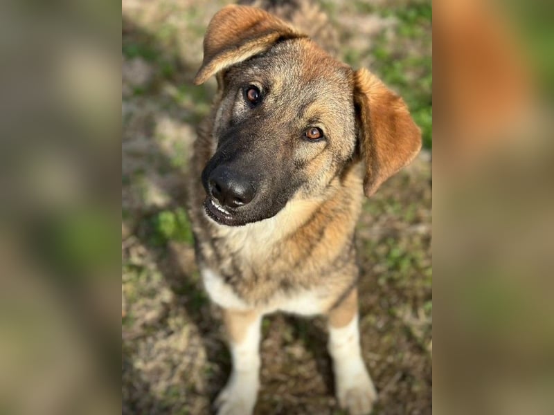 Nevio – freundlicher Junghund sucht ländliches Zuhause