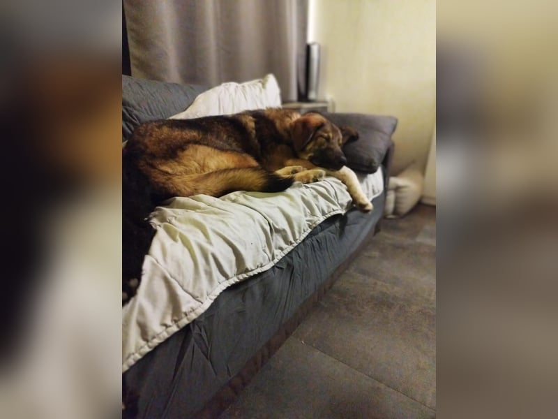 Nevio – freundlicher Junghund sucht ländliches Zuhause