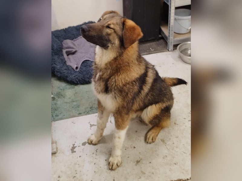 Nevio – freundlicher Junghund sucht ländliches Zuhause