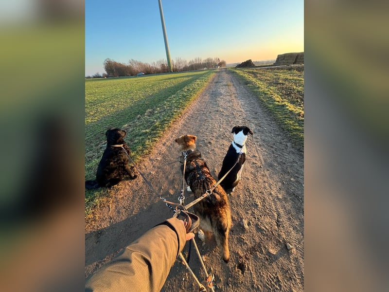 Nevio – freundlicher Junghund sucht ländliches Zuhause