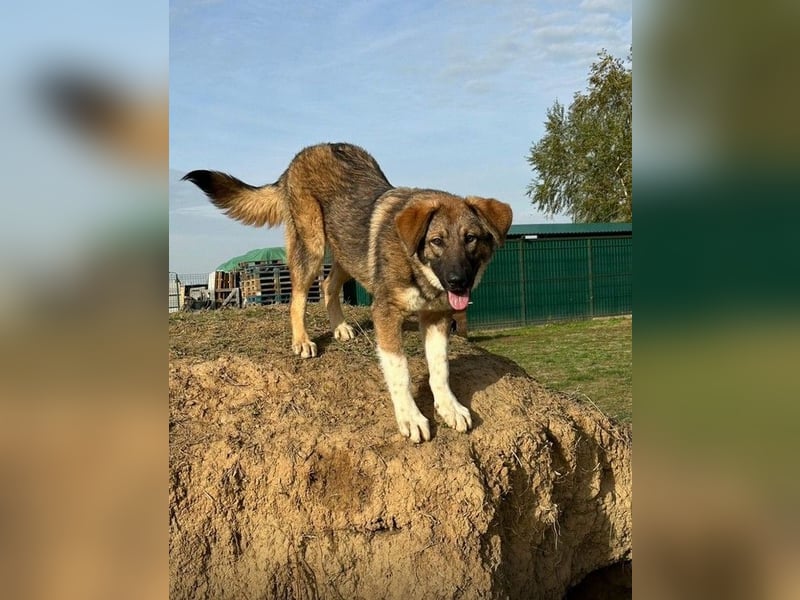 Nevio – freundlicher Junghund sucht ländliches Zuhause