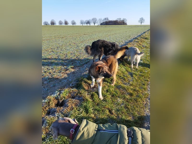 Nevio – freundlicher Junghund sucht ländliches Zuhause