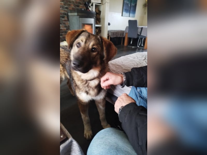 Nevio – freundlicher Junghund sucht ländliches Zuhause