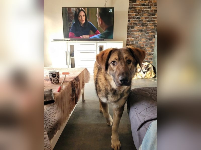 Nevio – freundlicher Junghund sucht ländliches Zuhause