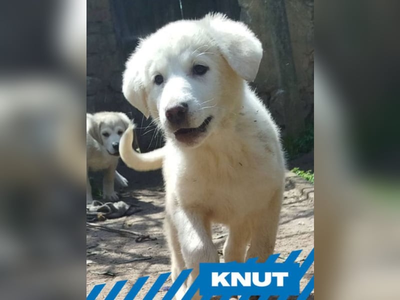 Knut