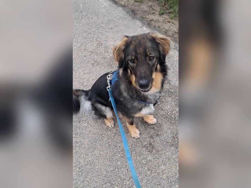 Barney sucht ein neues Zuhause