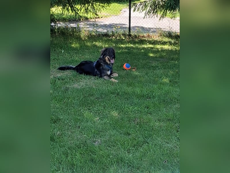 Barney sucht ein neues Zuhause