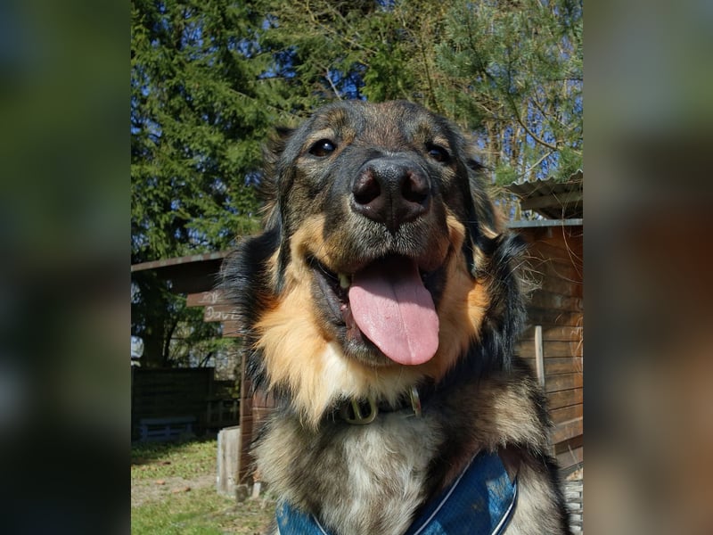 Barney sucht ein neues Zuhause