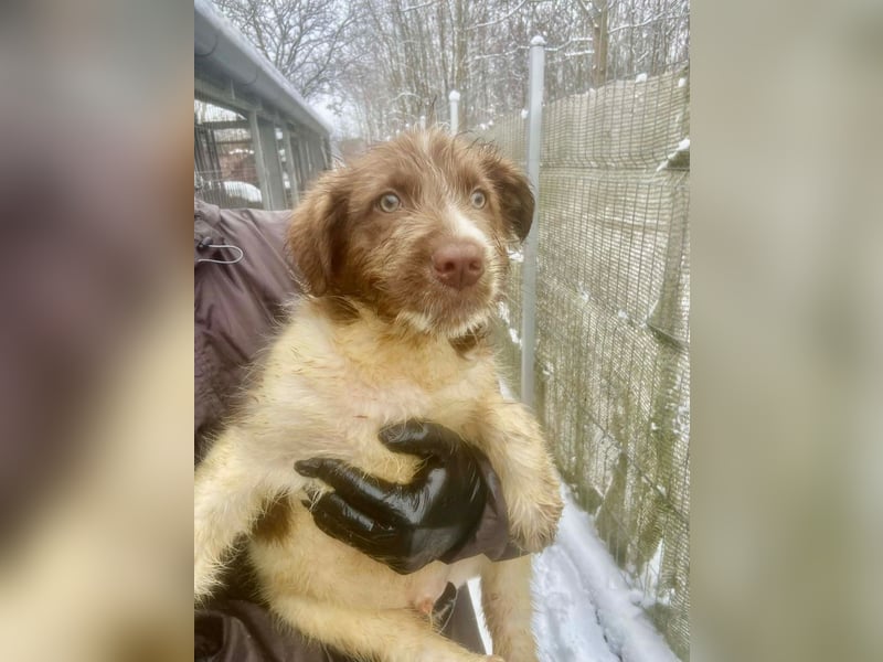 Bamboo - neugieriger, verspielter Welpe sucht Zuhause mit Garten