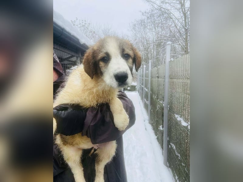 Miki - vorsichtiger HSH-Mix-Welpe sucht ein Zuhause mit Garten