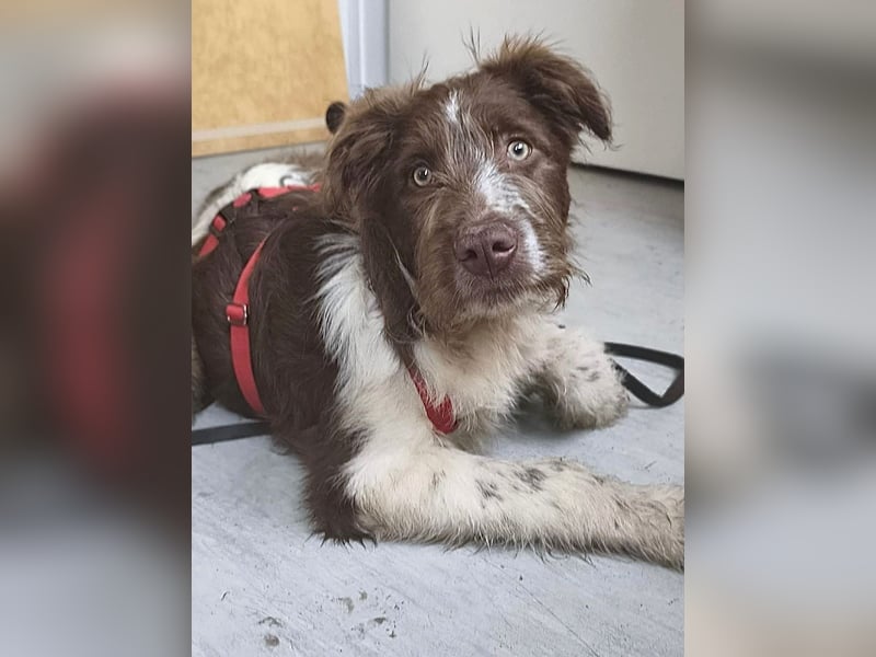 Bamboo - neugieriger, verspielter Welpe sucht Zuhause mit Garten