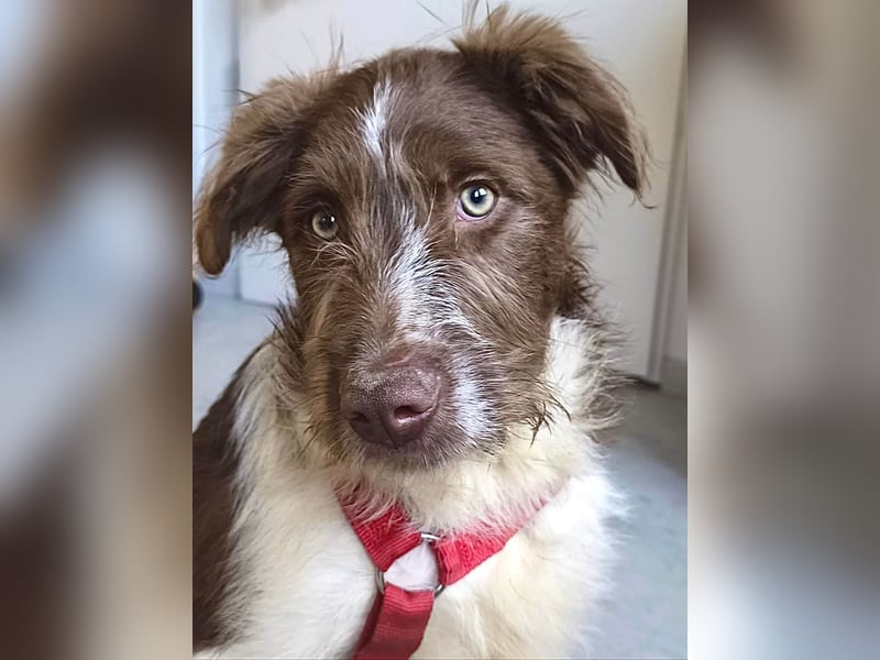 Bamboo - neugieriger, verspielter Welpe sucht Zuhause mit Garten