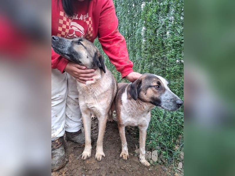 Dusty - freundlicher, verspielter, katzenverträglicher junger Rüde sucht ein Zuhause