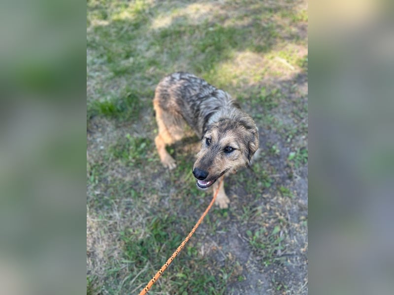Viola - freundliches, verspieltes Hunde-Mädchen sucht Zuhause mit Garten