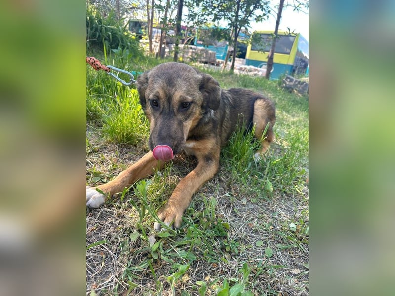 Willow - neugieriges, verspieltes Hunde-Mädchen sucht Zuhause mit Garten