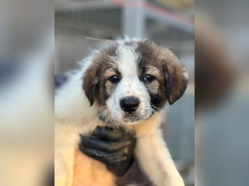 Miki - vorsichtiger HSH-Mix-Welpe sucht ein Zuhause mit Garten