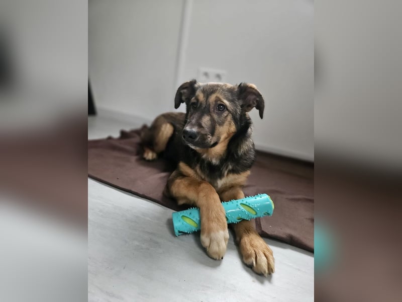 Willow - neugieriges Welpenmädchen sucht Zuhause mit Garten