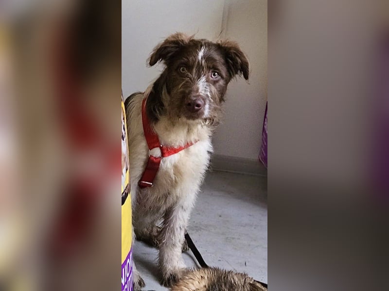 Bamboo - neugieriger, verspielter Welpe sucht Zuhause mit Garten