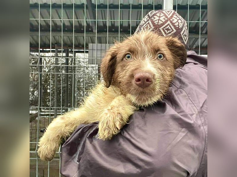 Bamboo - neugieriger, verspielter Welpe sucht Zuhause mit Garten