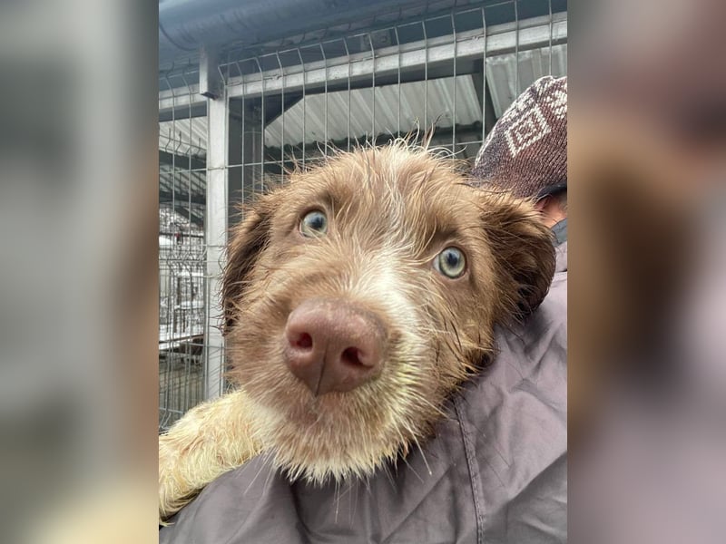 Bamboo - neugieriger, verspielter Welpe sucht Zuhause mit Garten