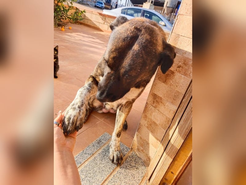 Ayala - freundliche, verschmuste HSH-Mix-Hündin aus Spanien