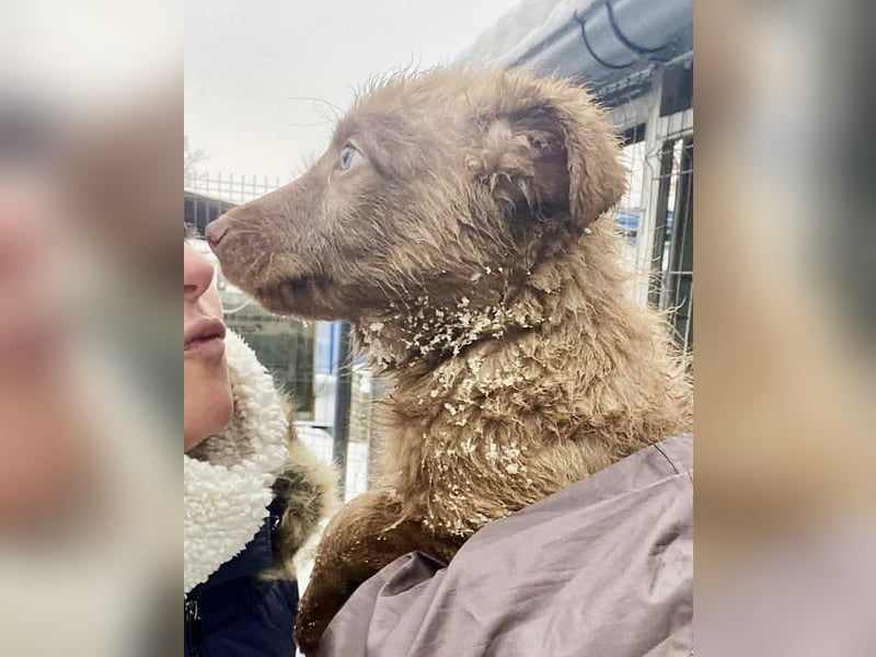 Coco - schüchterner HSH-Mix Welpe sucht Zuhause mit Garten