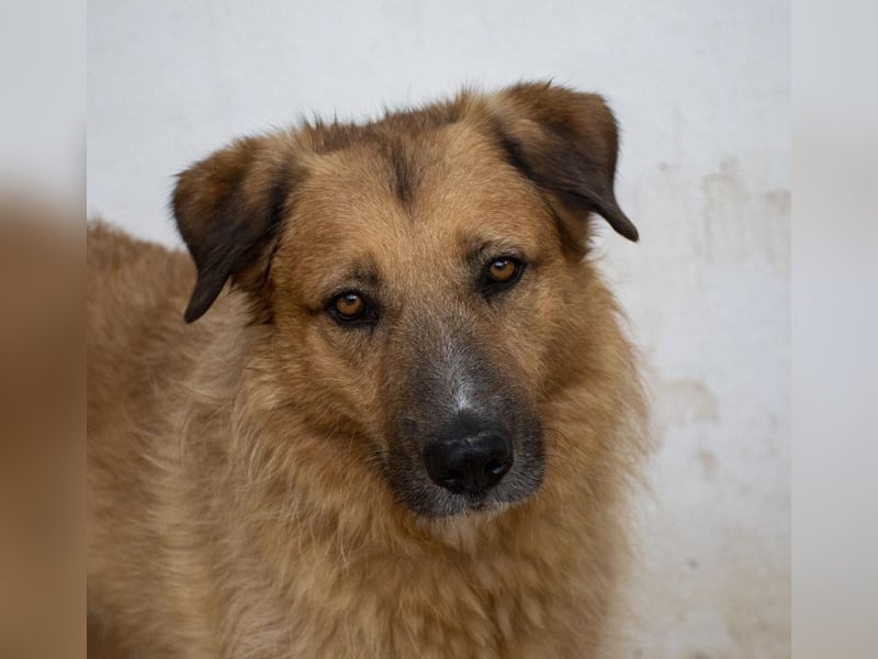 Murray - offener, freundlicher, ruhiger, verträglicher Rüde / z.Zt. noch in Spanien