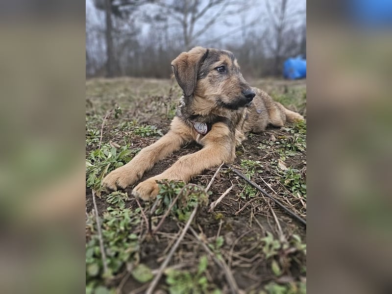 Viola - verspieltes Welpenmädchen sucht Zuhause mit Garten
