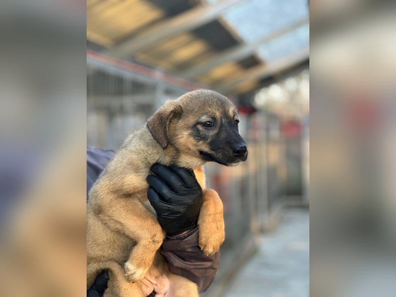 Willow - neugieriges Welpenmädchen sucht Zuhause mit Garten