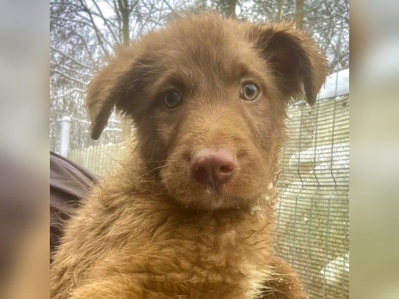 Coco - schüchterner HSH-Mix Welpe sucht Zuhause mit Garten