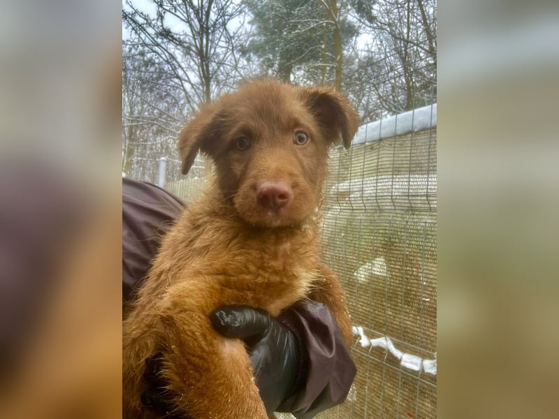 Coco - schüchterner HSH-Mix Welpe sucht Zuhause mit Garten