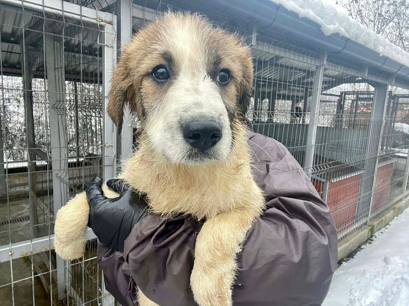 Miki - vorsichtiger HSH-Mix-Welpe sucht ein Zuhause mit Garten