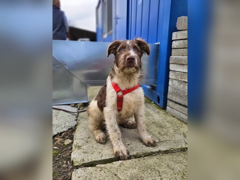 Bamboo - neugieriger, verspielter Welpe sucht Zuhause mit Garten