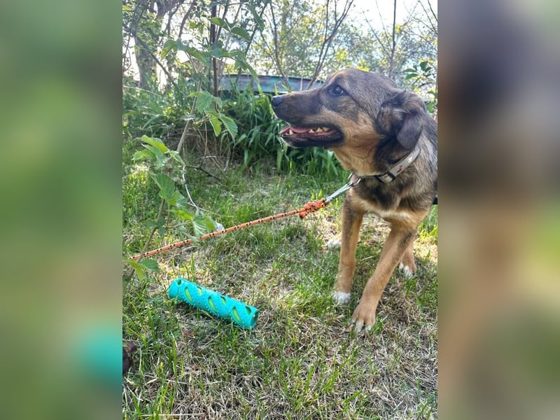 Willow - neugieriges, verspieltes Hunde-Mädchen sucht Zuhause mit Garten