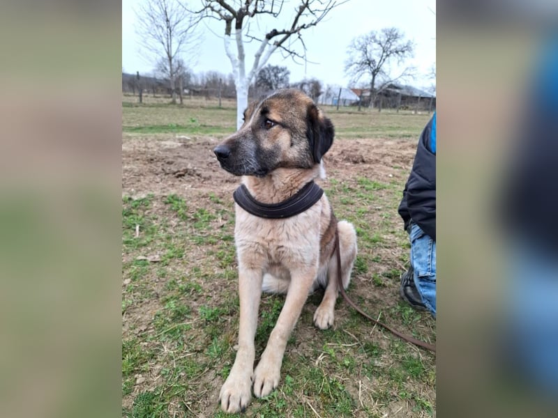 Dusty - freundlicher, verspielter, katzenverträglicher junger Rüde sucht ein Zuhause