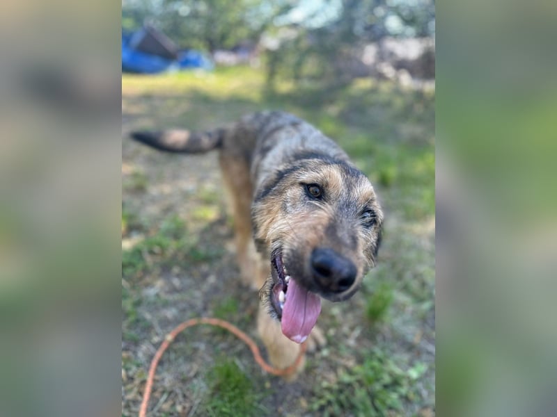 Viola - freundliches, verspieltes Hunde-Mädchen sucht Zuhause mit Garten