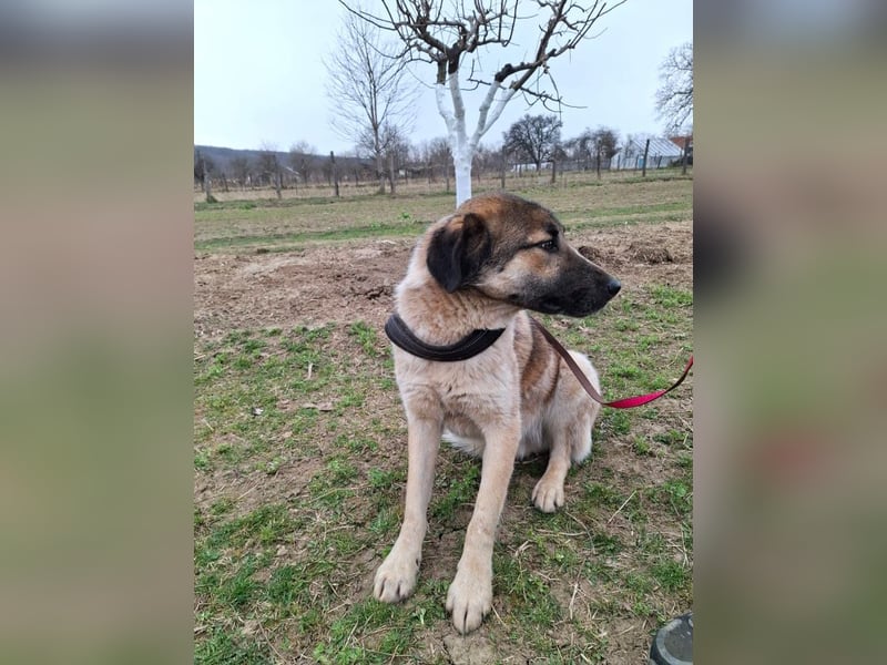 Dusty - freundlicher, verspielter, katzenverträglicher junger Rüde sucht ein Zuhause