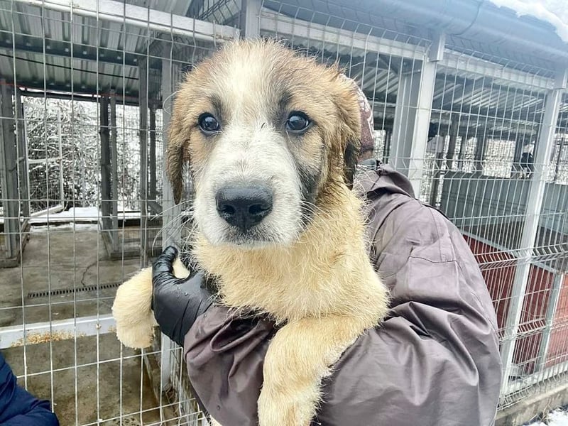 Miki - vorsichtiger HSH-Mix-Welpe sucht ein Zuhause mit Garten