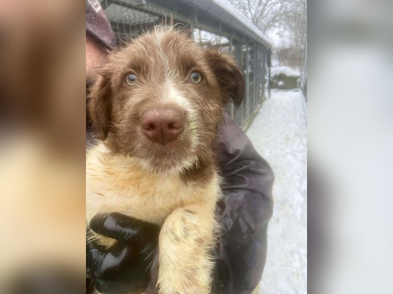 Bamboo - neugieriger, verspielter Welpe sucht Zuhause mit Garten